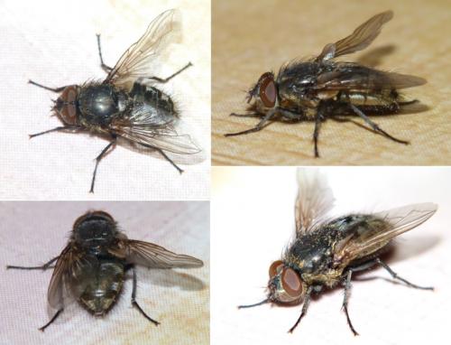 Réf. 246 451 : Pollenia sp.